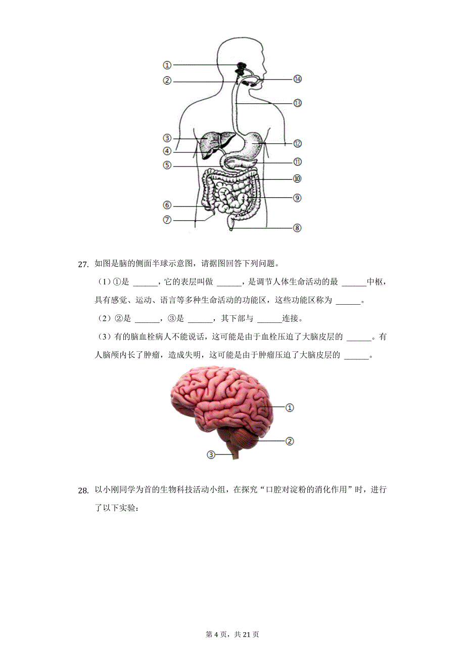 2019-2020学年黑龙江省牡丹江市宁安市七年级（下）期末生物试卷（附详解）_第4页