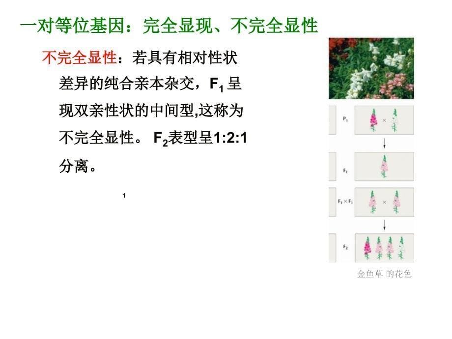 《遗传基本规律》PPT课件_第5页