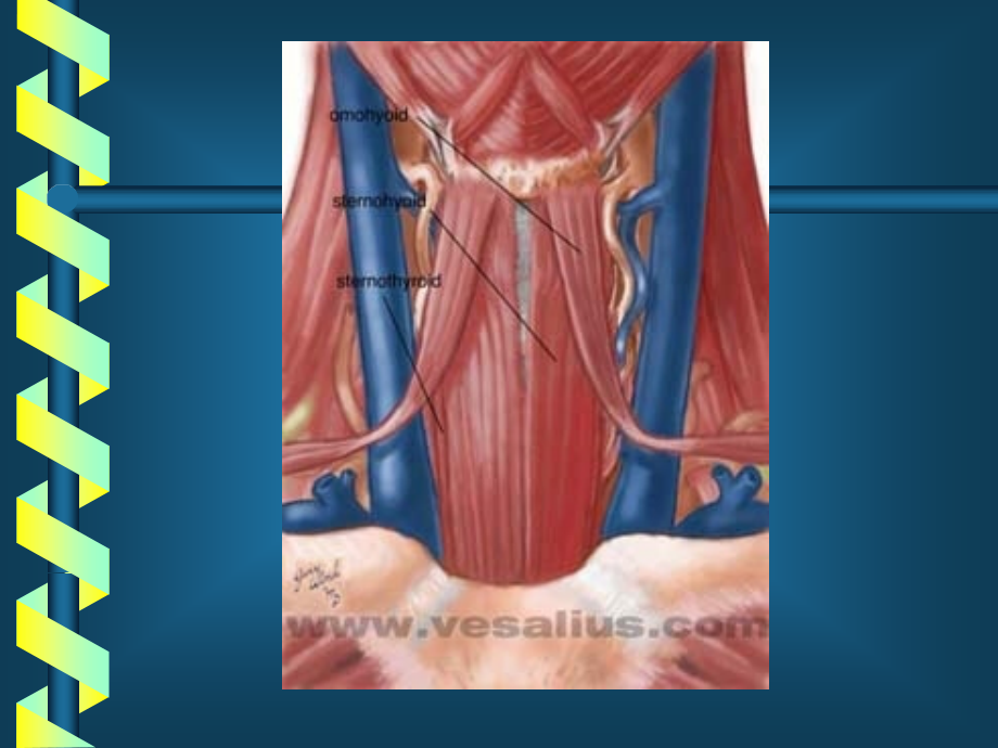 甲状腺疾病知识讲义(powerpoint 59页)_第5页