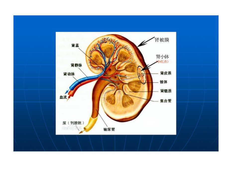 蛋白尿诊治进展课件_第3页