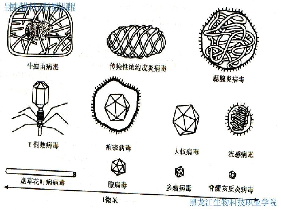 病毒的生物学特性(powerpoint 52页)_第5页