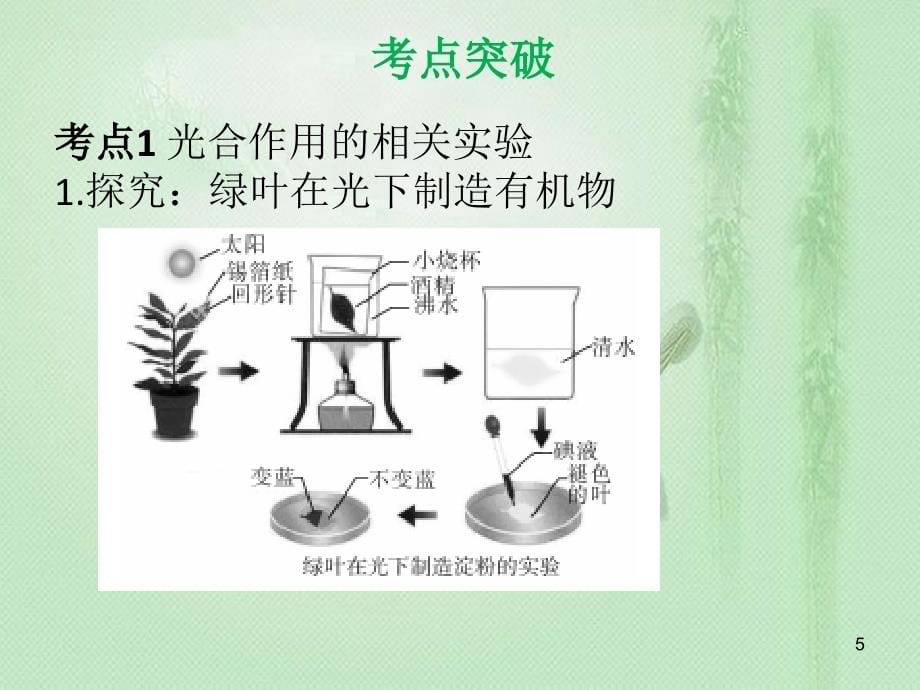 中考生物 第三单元 第四章 绿色植物的光合作用复习优质课件_第5页