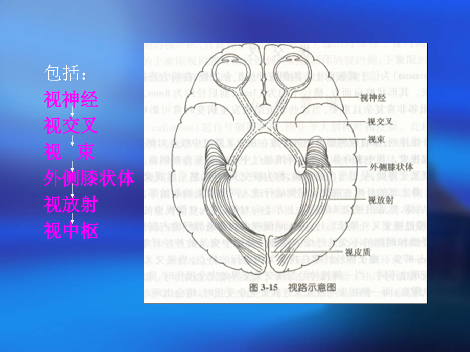 视神经及视路疾病医疗管理知识分析(powerpoint 104页)_第3页