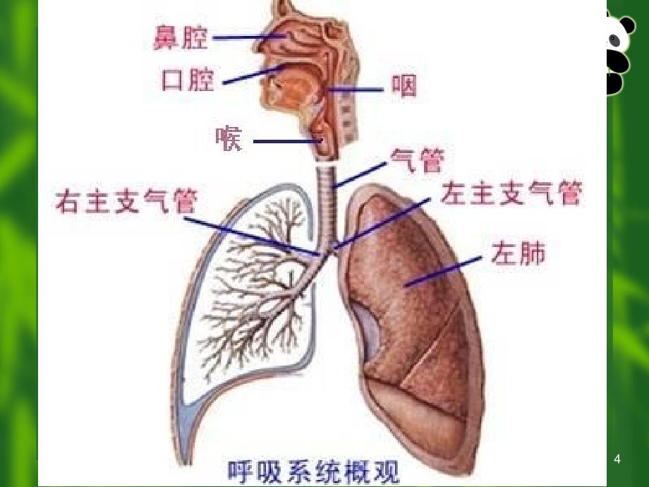 急性上呼吸道感染的诊治课件_第4页