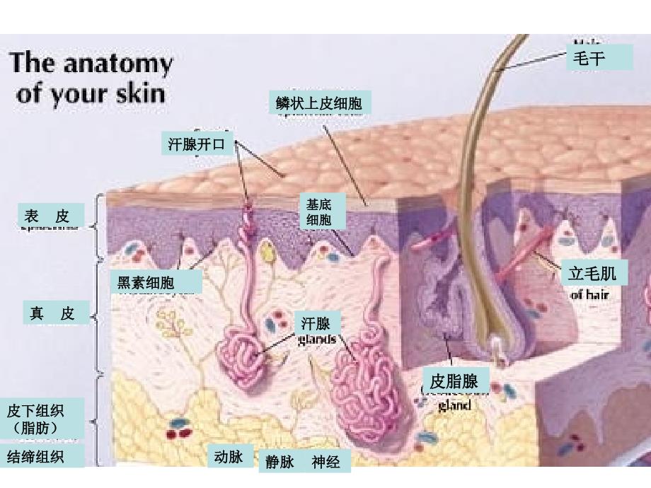 皮肤组织解剖学医学课件_第3页