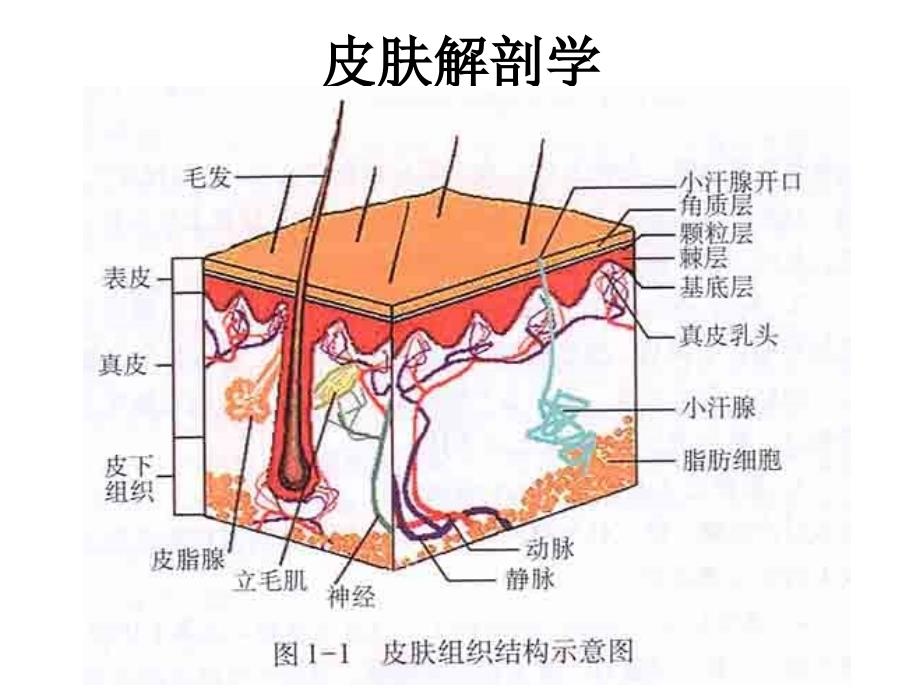 皮肤组织解剖学医学课件_第4页