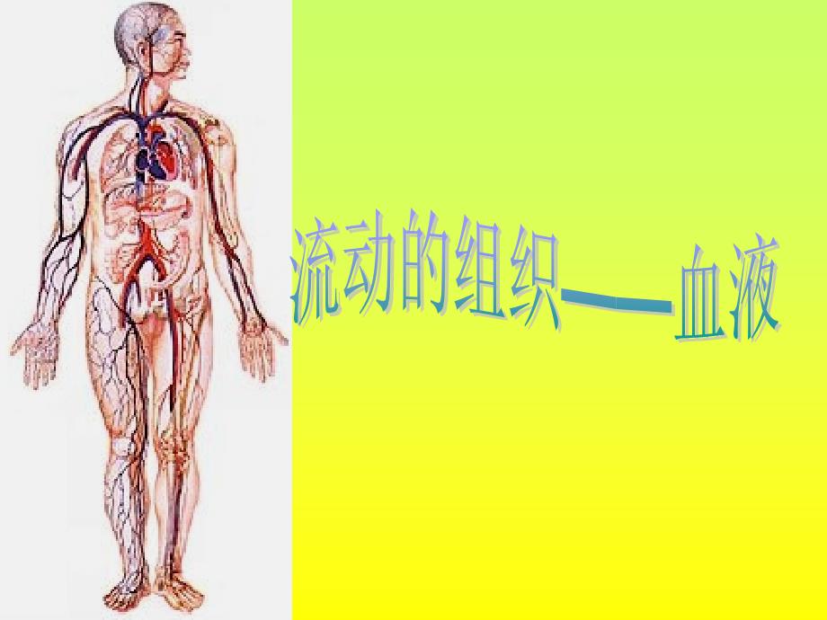 4-41《流动的组织--血液》_第1页
