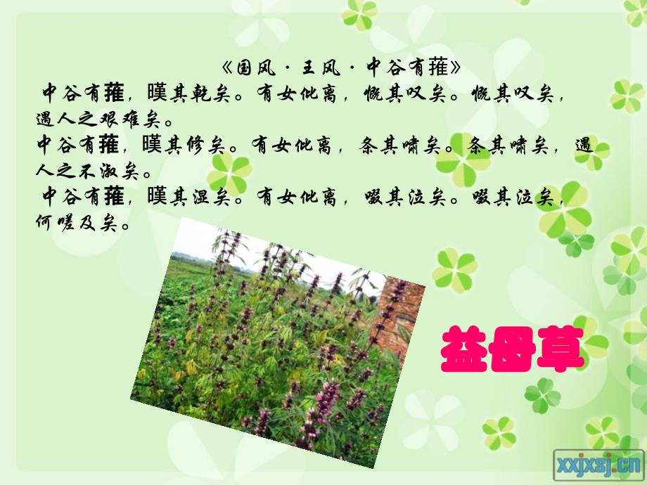 中谷有蓷王风国风诗经中的植物益母草课件_第1页