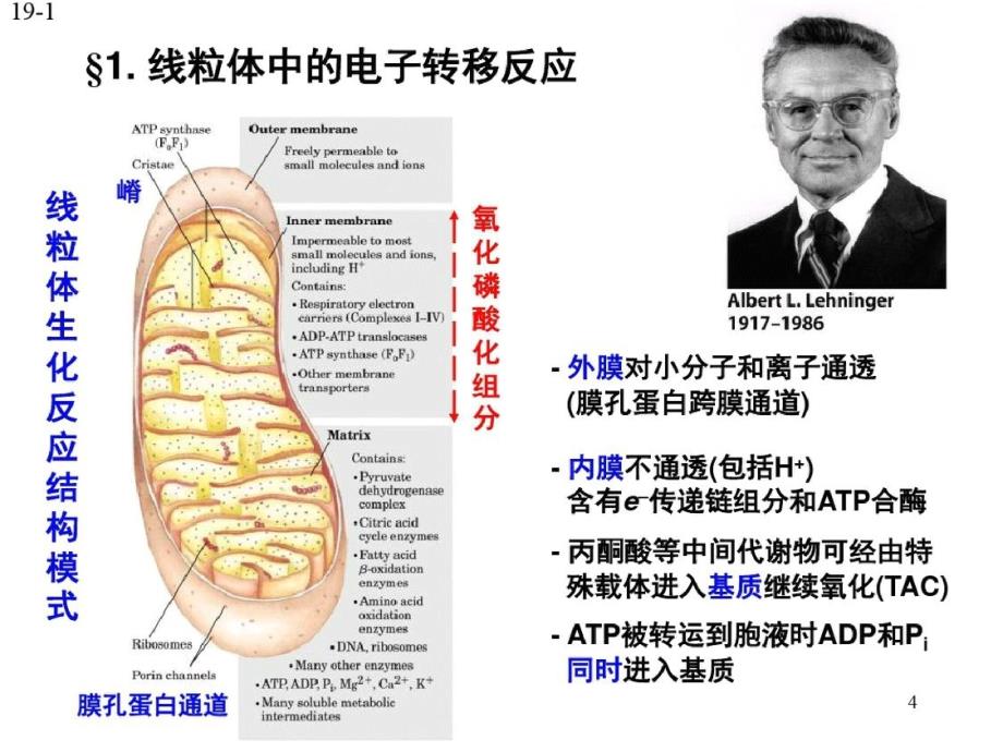 电子传递链与氧化磷酸化sppt课件-完整版_第4页