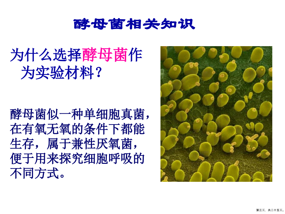探究酵母菌细胞呼吸的方式汇报课_第3页