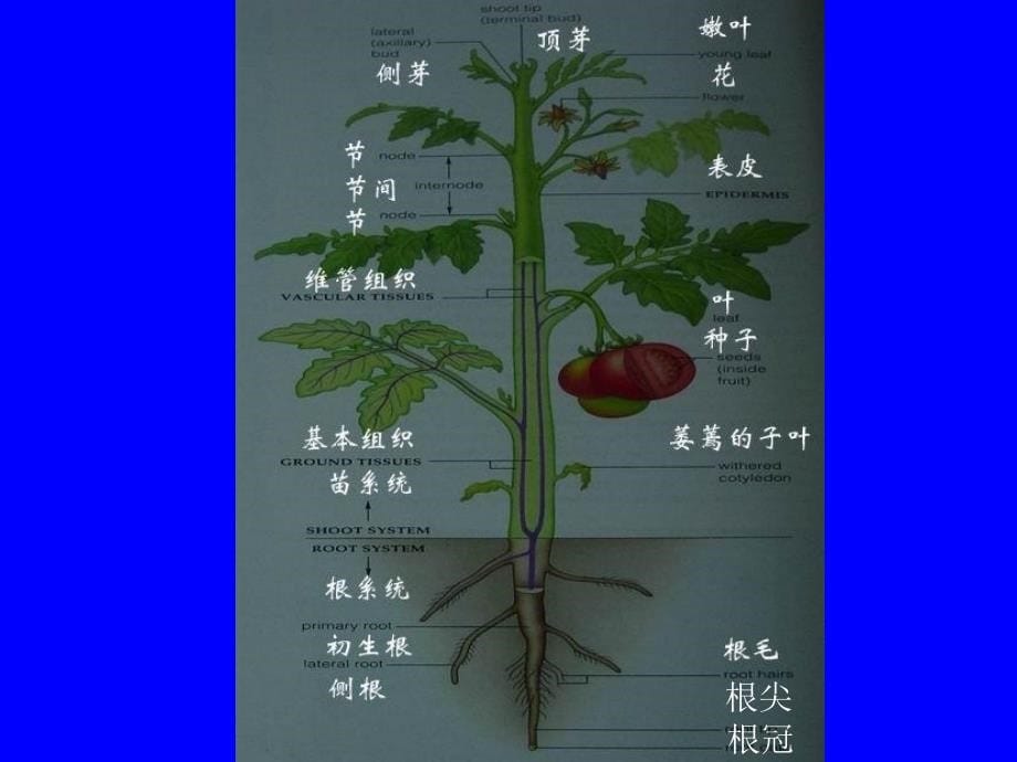 植物结构与功能课件_第5页