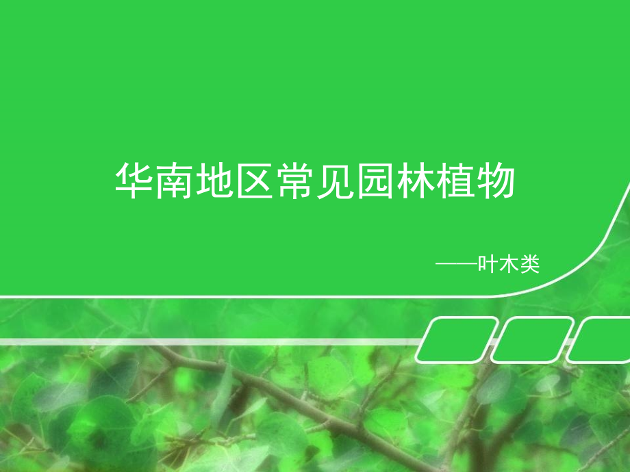 华南地区常见园林-叶木类_第1页