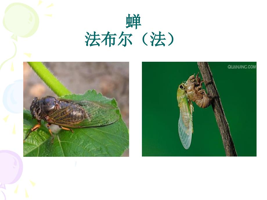 法布尔《蝉》课件ppt_第1页