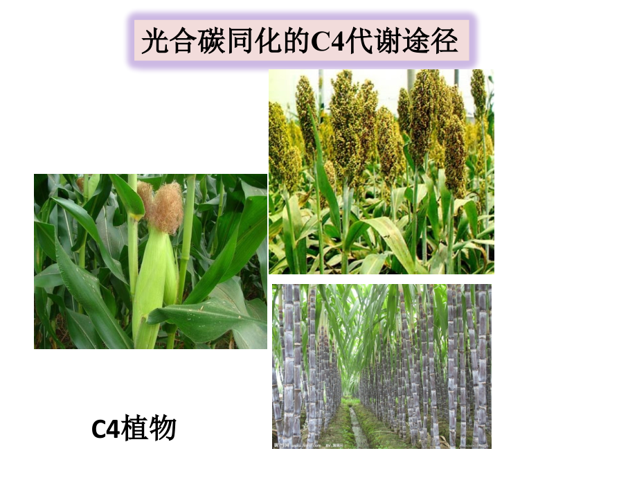 植物生理课件 第七章　光合作用II（2）_第1页