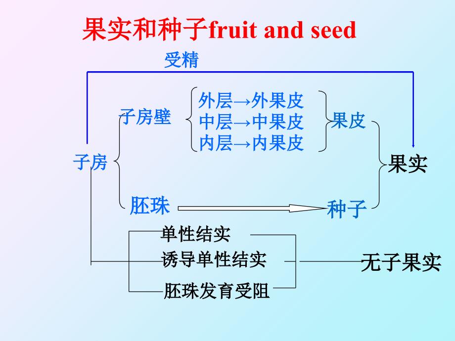 《植物器官果实》PPT课件_第2页