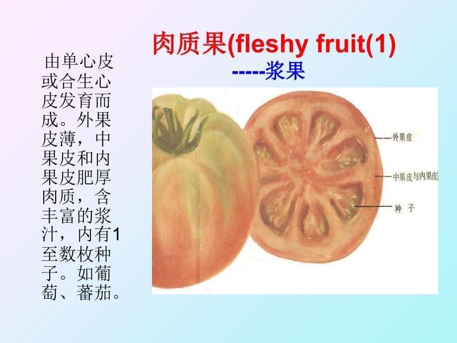 《植物器官果实》PPT课件_第5页