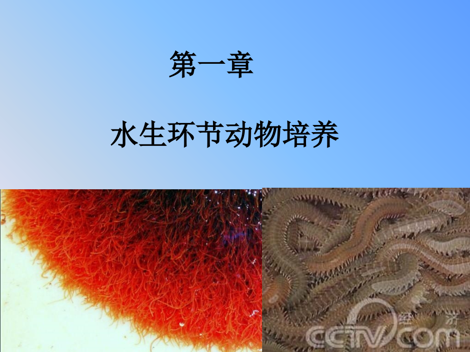 《水丝蚓的培养》PPT课件_第1页