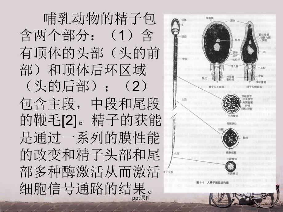 精子获能的分子机理课件_第4页