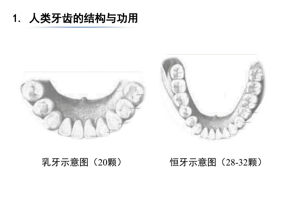 人类齿式与动植物食物比例的关系探究ppt课件_第3页