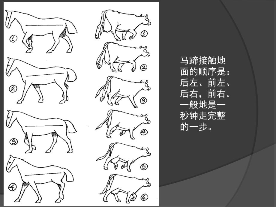 各种动物的运动规律总结ppt课件_第3页