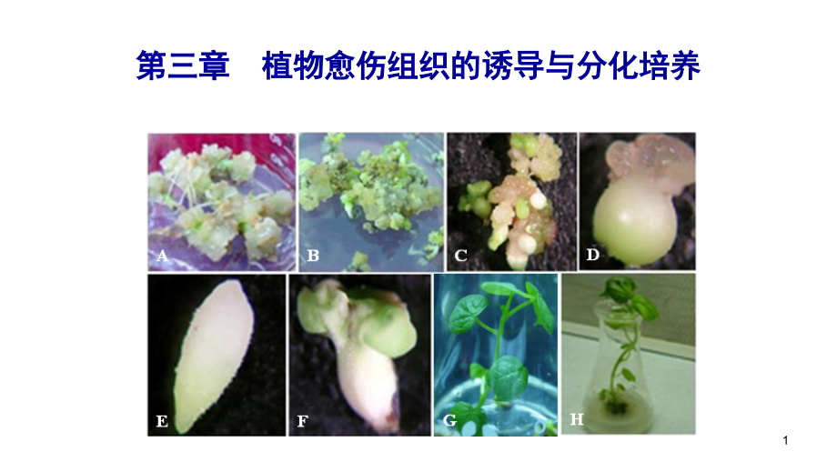 植物生物技术 第三章_第1页