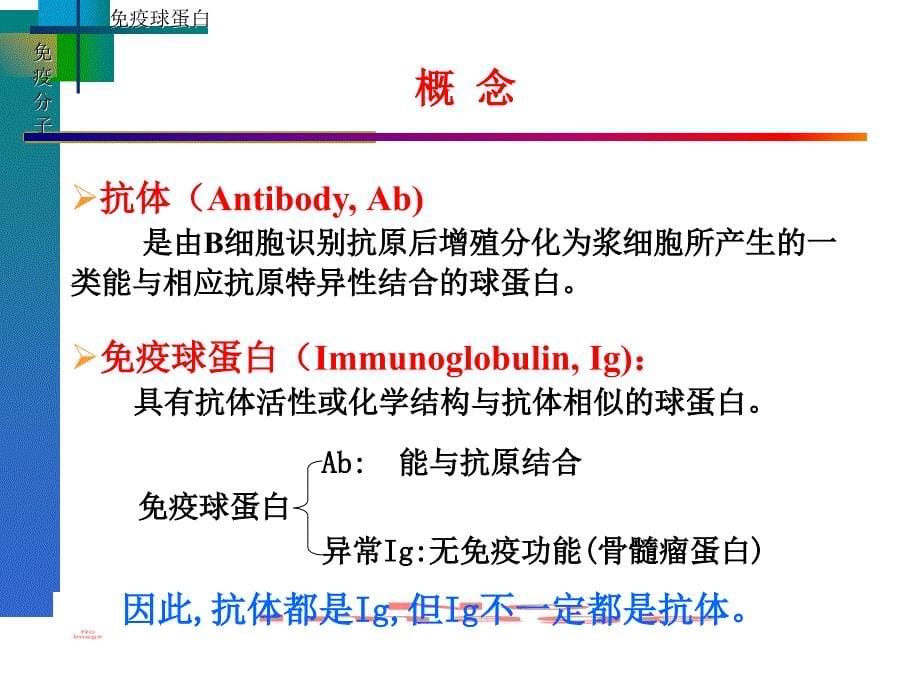 微生物学与免疫学课件——免疫球蛋白ppt_第5页