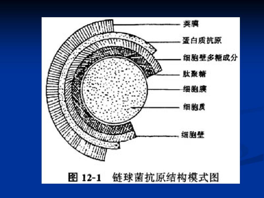 儿传课件 2.猩红热_第4页