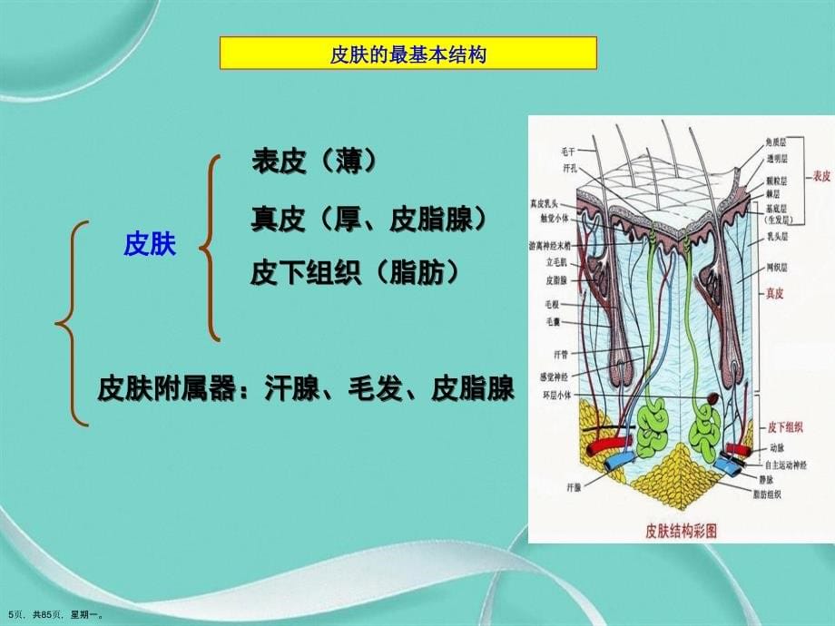 常见皮肤病的中药治疗演示文稿_第5页