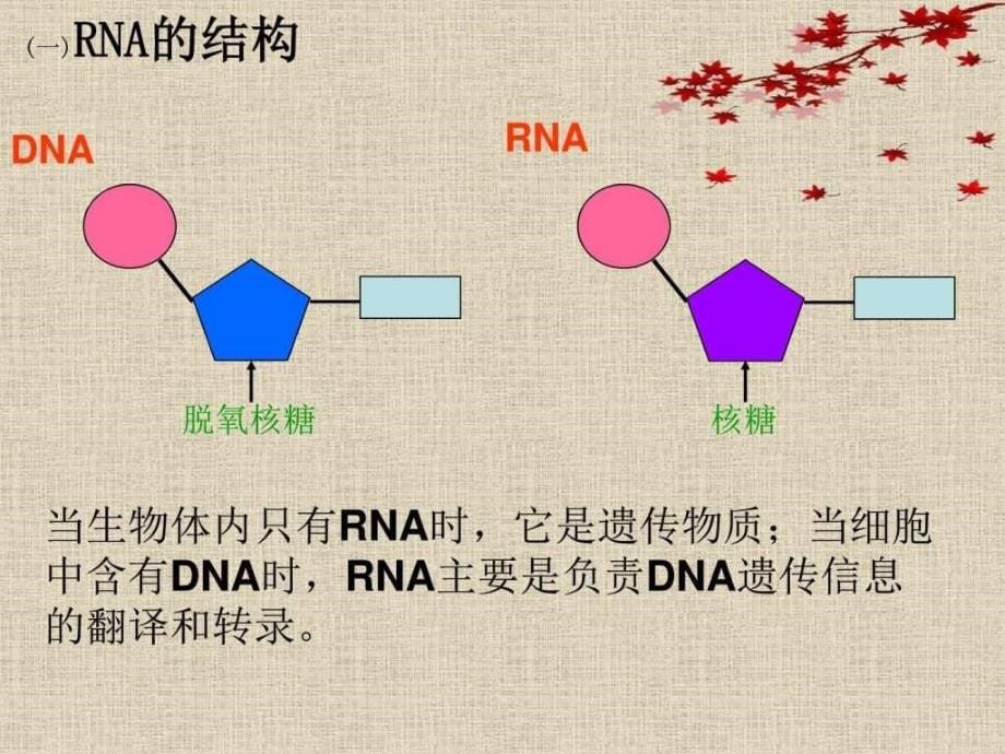 基因指导蛋白质的合成课件新人教版必修2_第5页