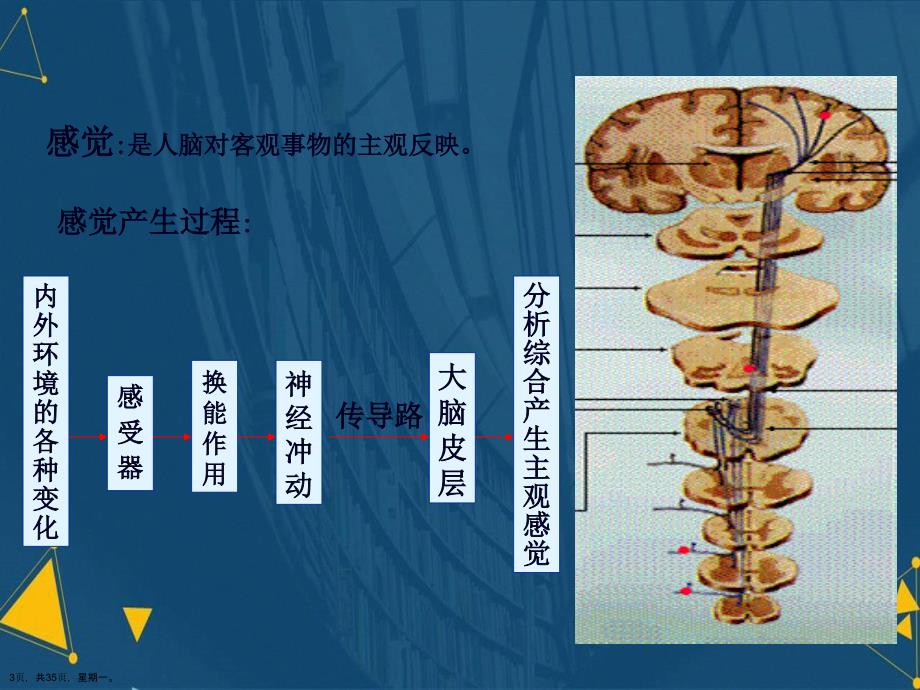 大脑皮质的感觉功能演示文稿_第3页