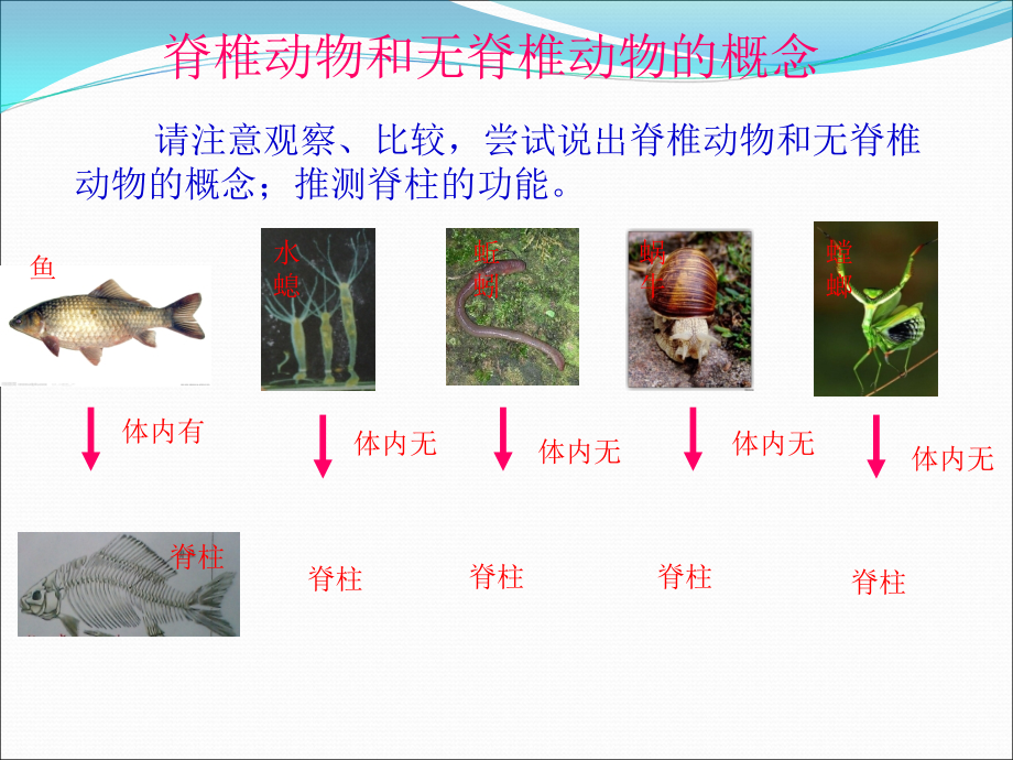 （新人教版）生物八年级上第五单元第一章第四节鱼ppt课件_第4页