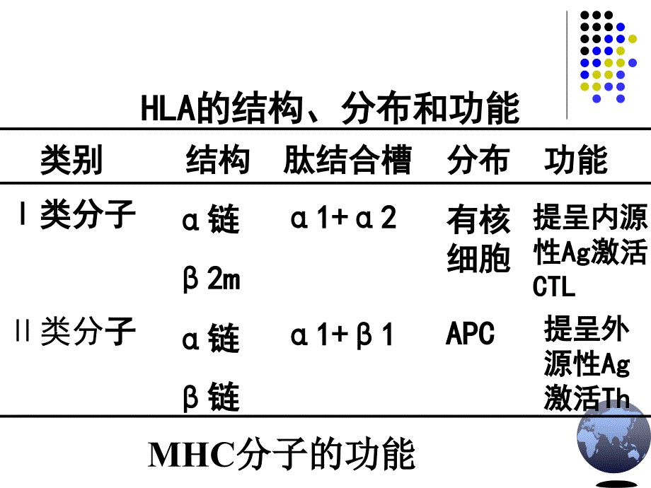 免疫学课件淋巴细胞-白底黑字_第2页