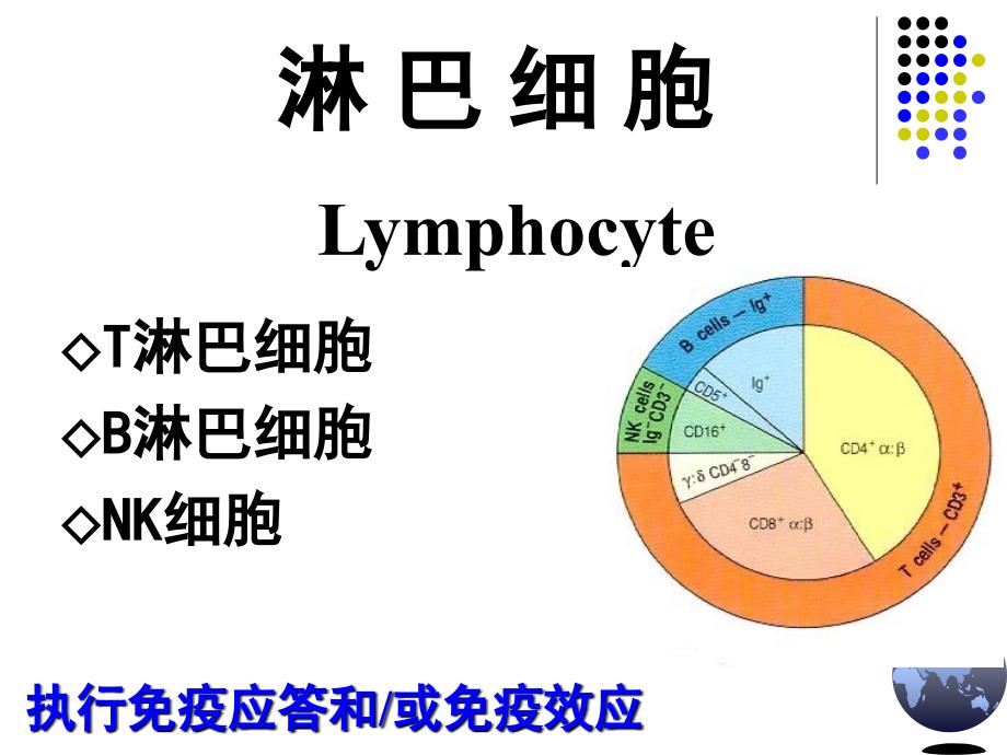 免疫学课件淋巴细胞-白底黑字_第3页