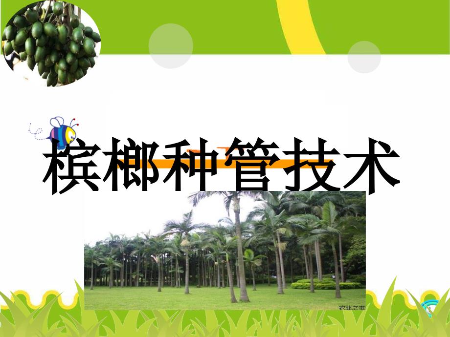 槟榔种植管理技术实用版ppt课件_第1页