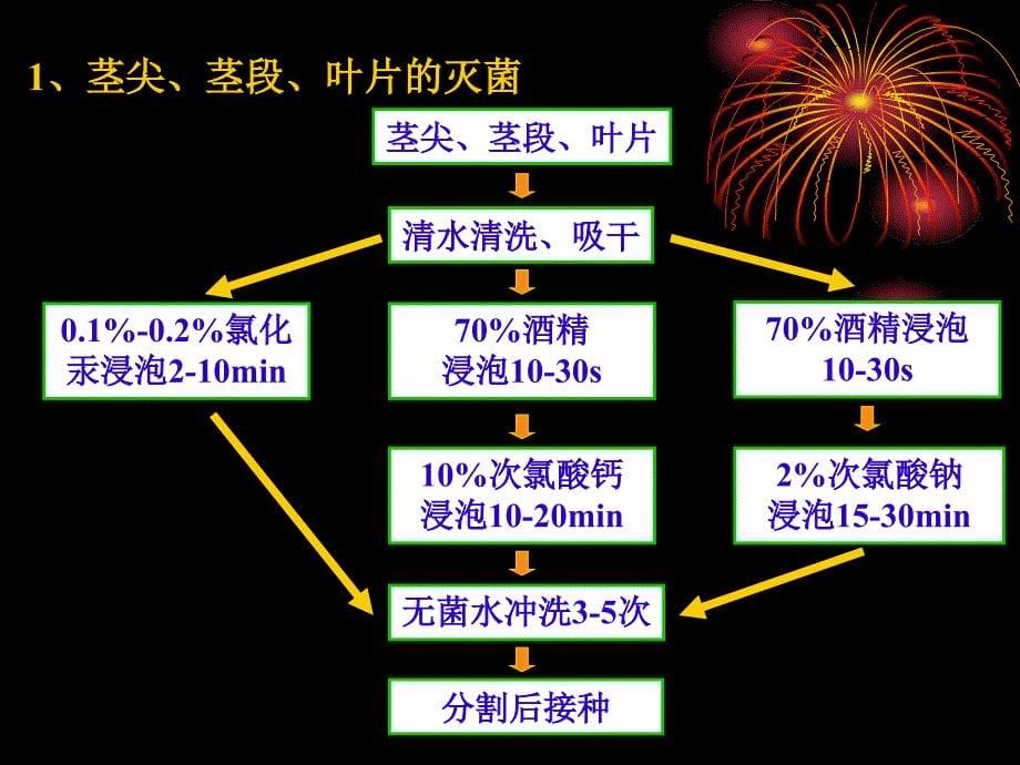 植物器官和组织培养ppt课件_第5页