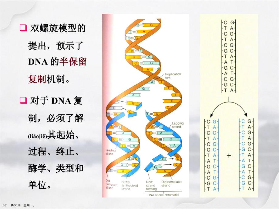 分子遗传学复制详解演示文稿_第3页