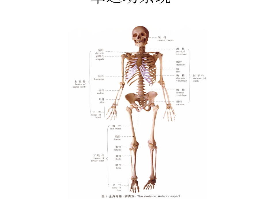 《人体解剖学》ppt课件-第二章--运动系统_第1页