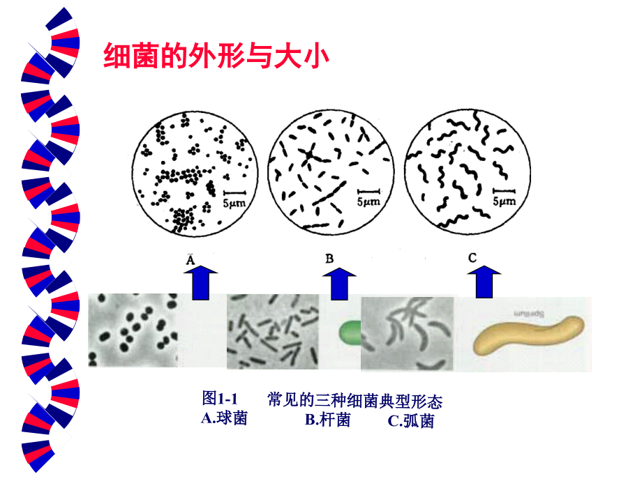 水处理生物学第一章细菌的形态和结构_第3页