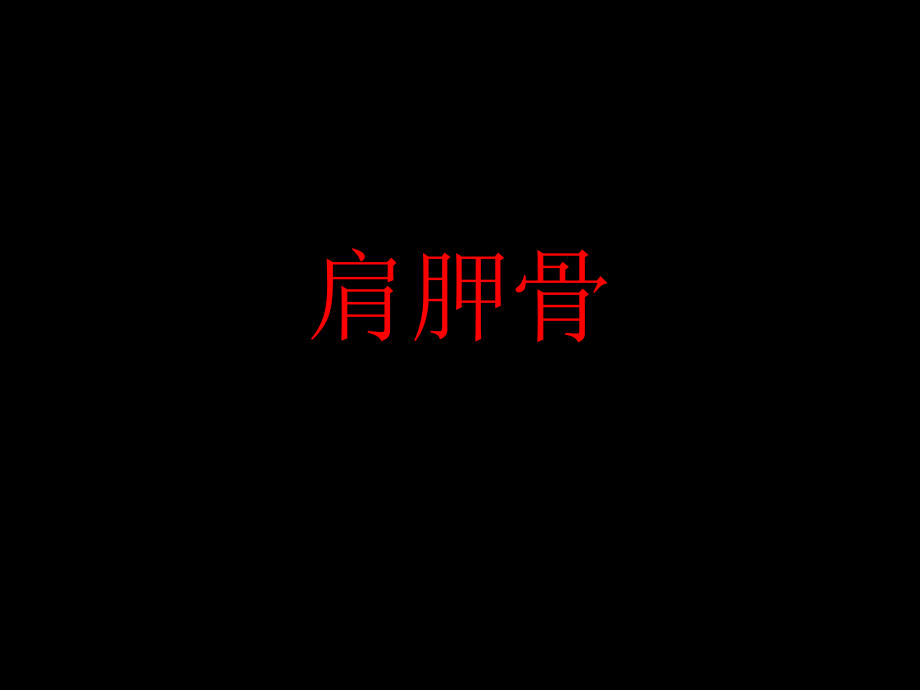 《肩胛骨》ppt课件_第1页