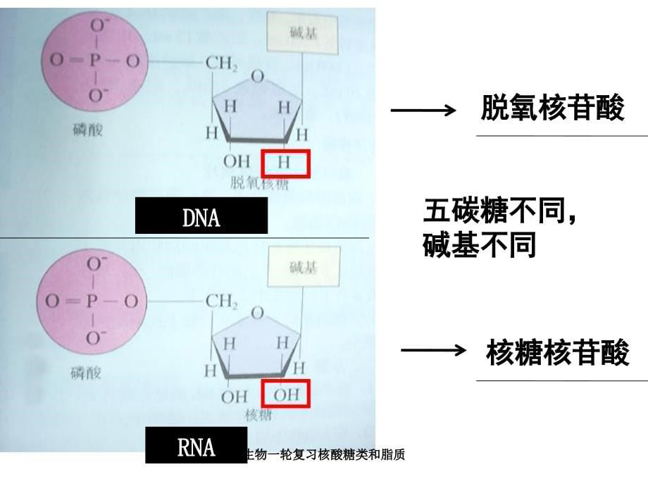 生物一轮复习核酸糖类和脂质_第5页