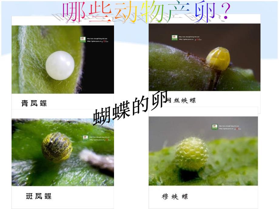 《动物的卵》新的生命实用ppt课件_第3页