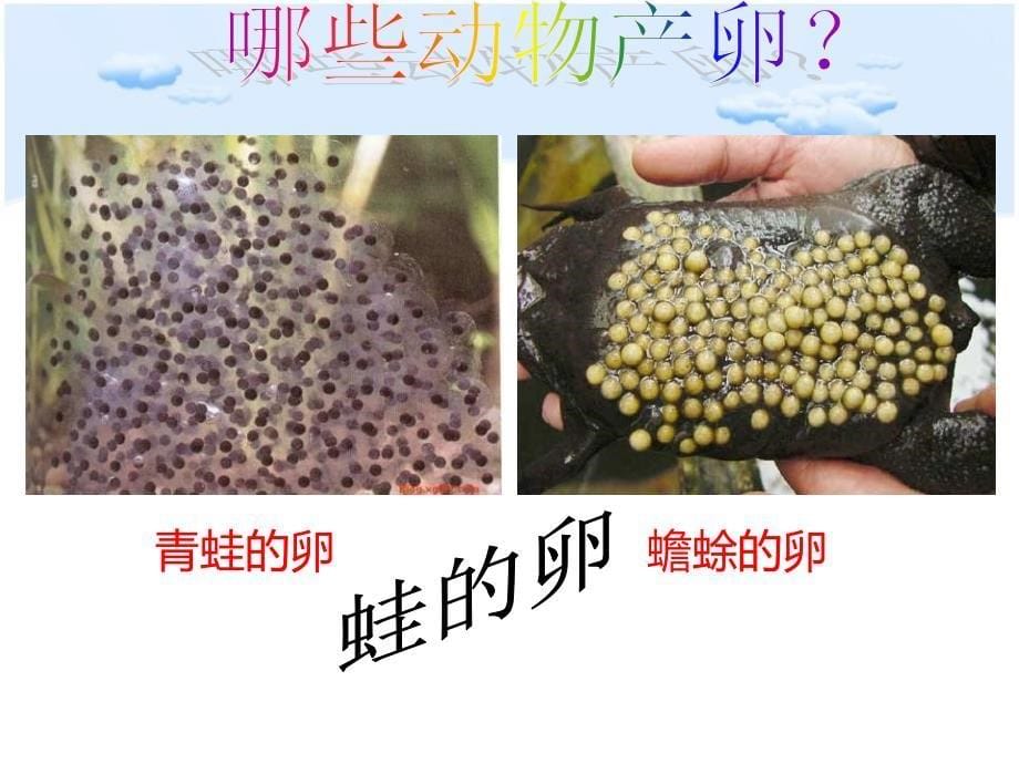 《动物的卵》新的生命实用ppt课件_第5页