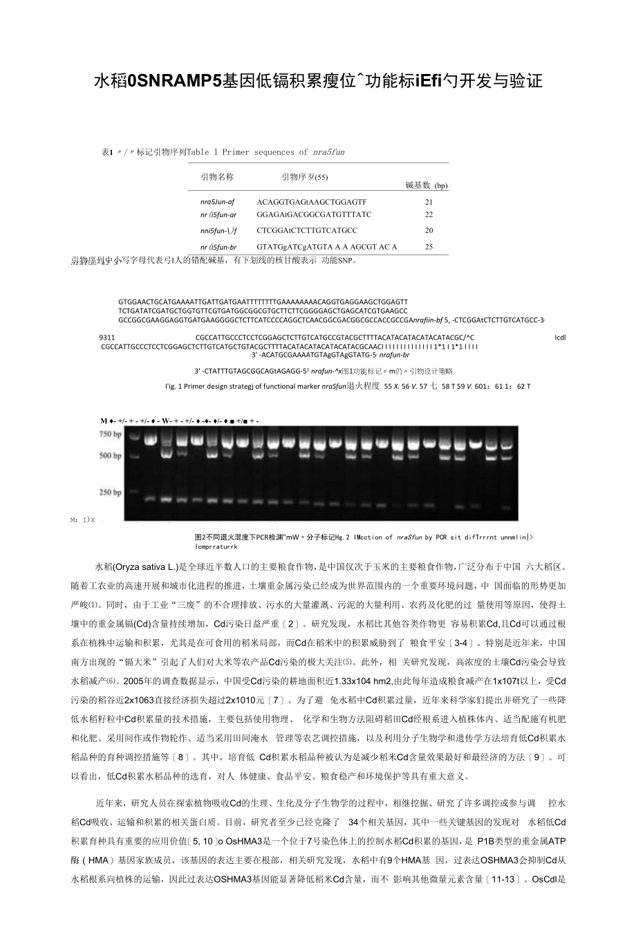水稻OsNRAMP5基因低镉积累突变位点功能标记的开发与验证_第1页