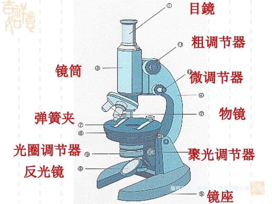 细胞的结构和功能ppt-苏教版课件_第5页