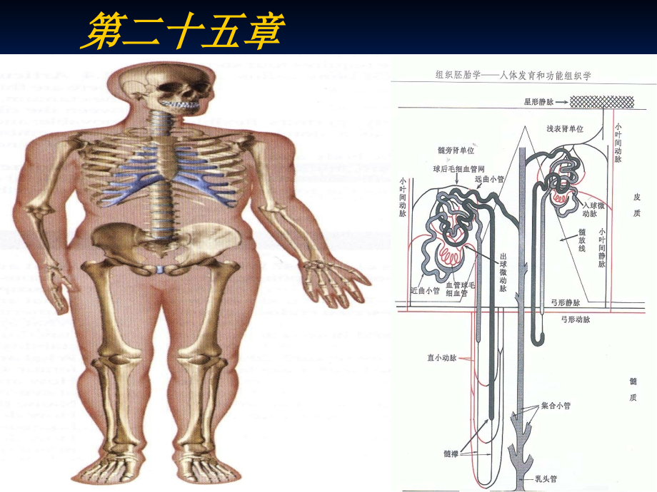 泌尿系统重症患者的护理课件_第2页