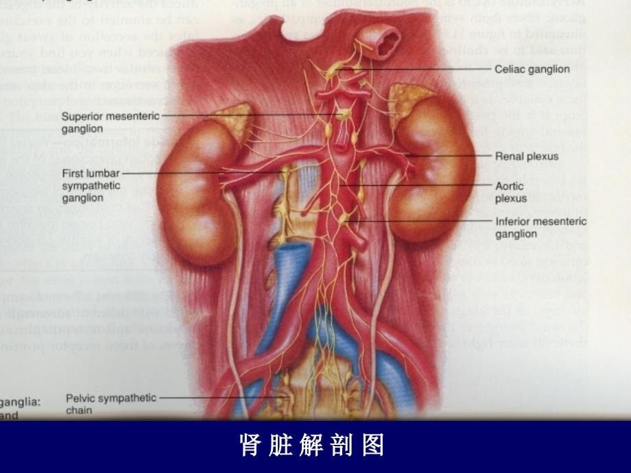 第二十四章 利尿药与脱水药 课件_第5页