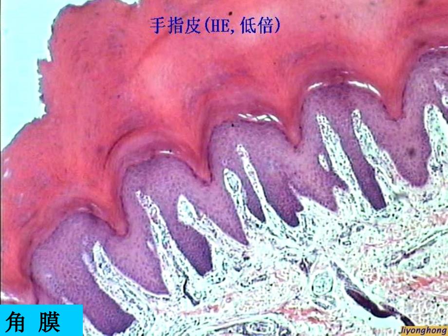 组织学与胚胎学实验考试14 眼、耳、皮肤课件_第4页