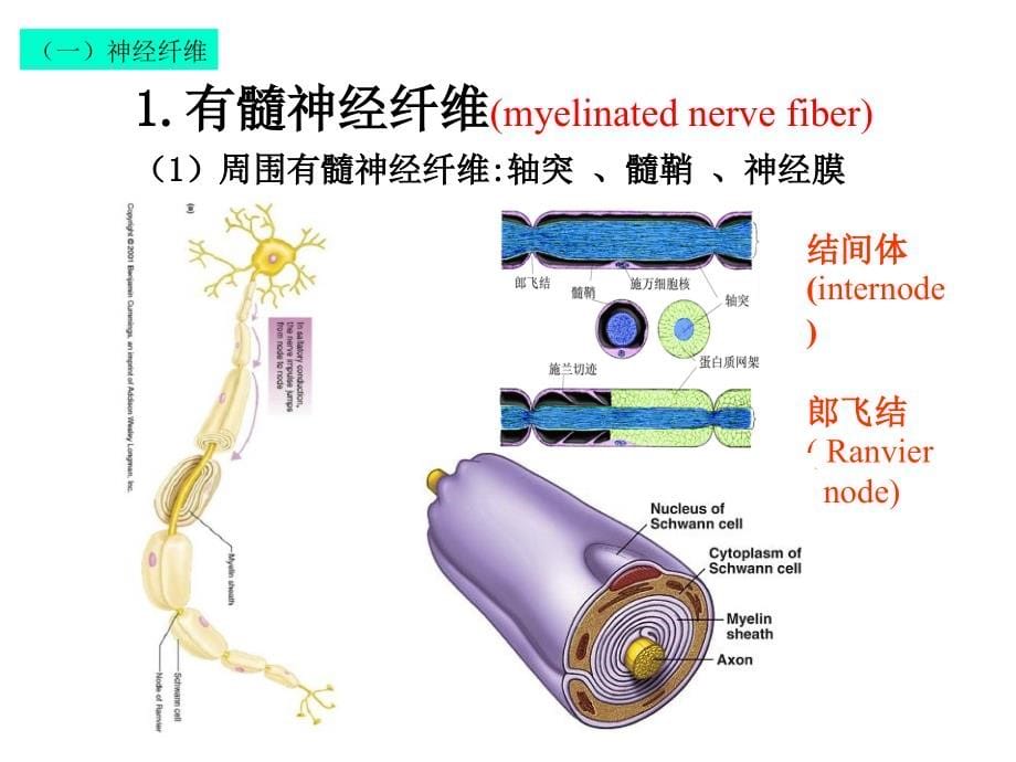 神经组织2大班皮肤课件_第5页