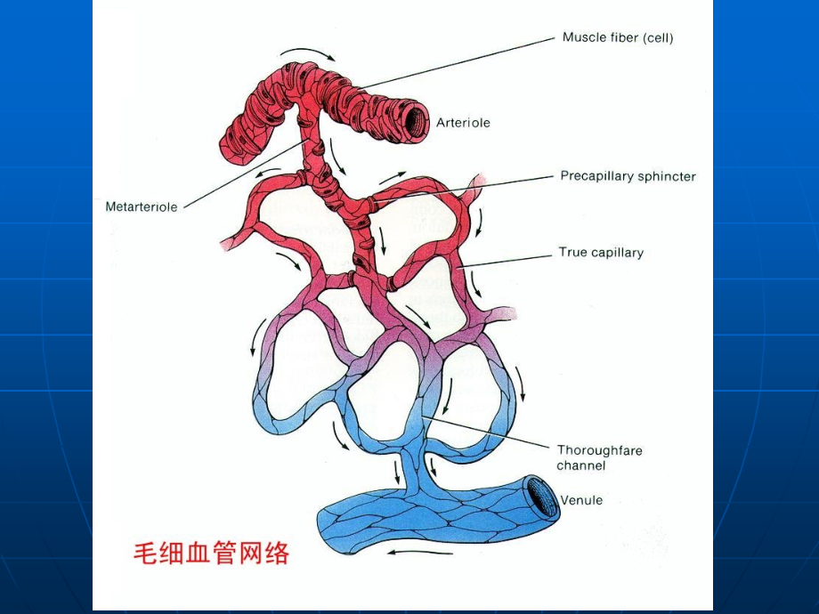 病理学ppt课件-局部血液循环障碍_第4页