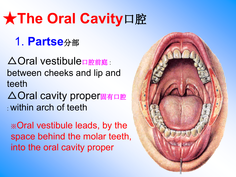 口腔鼻咽喉解剖课件_第2页